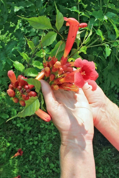 Mulher Escolhe Cuida Flores Jardim Trompete Vermelhas Arbusto Verão Dia — Fotografia de Stock