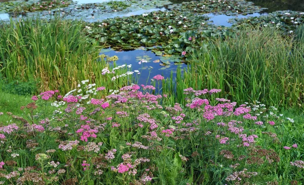Pembe Orman Yabani Çiçekleri Bir Orman Gölünün Kıyısında Zambaklarla Yetişir — Stok fotoğraf