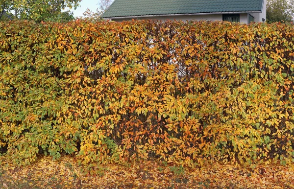 Outono Dourado Arbusto Sebe Niar Casa Rural — Fotografia de Stock