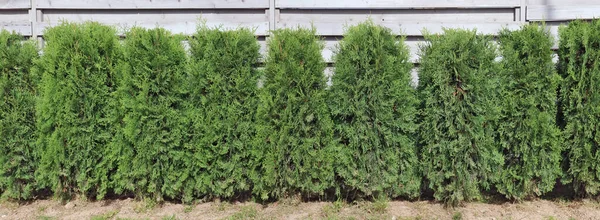 Haie Verte Sapins Résineux Feuilles Persistantes Près Une Clôture Bois — Photo