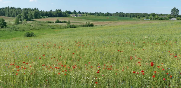 ポピーとコーンフラワーを持つ典型的なリトアニアの夏の牧草地の風景 — ストック写真