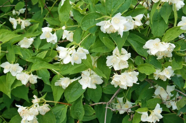 Wiosna Natura Tło Białymi Jasmine Kwiaty — Zdjęcie stockowe