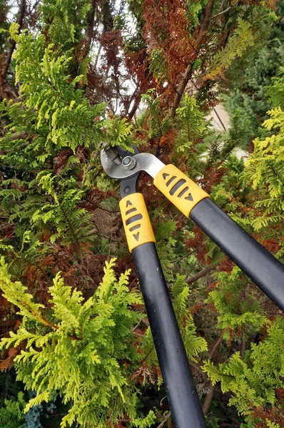 在秋天的花园里用修剪器修剪树枝 — 图库照片