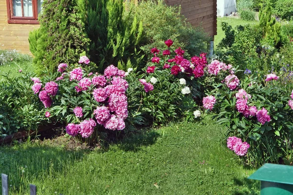 Рожеві Білі Свіжі Садові Півонії Квіти Квітучі Ніші Простий Сільський — стокове фото