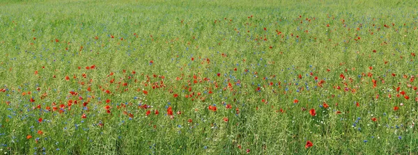 Sommerfeld Juni Mit Blühendem Roten Mohn Und Blauem Kornblumenpanorama — Stockfoto