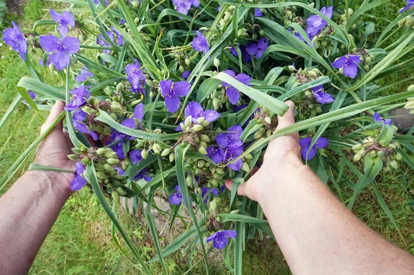 Agricultor Idoso Está Segurando Sua Mão Arbusto Flores Molhadas Azul — Fotografia de Stock