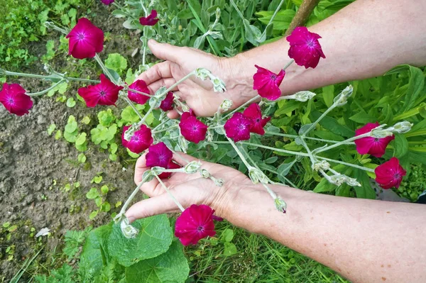 Mano Del Trabajador Rural Recoger Flores Especias Clavel Jardín Para — Foto de Stock