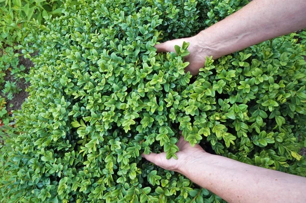 Una Donna Anziana Tenere Delicatamente Mano Una Fresca Estate Umida — Foto Stock