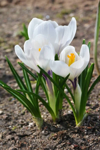 Pierwsze Wiosenne Białe Krokusy Kwitły Leśnej Polanie — Zdjęcie stockowe