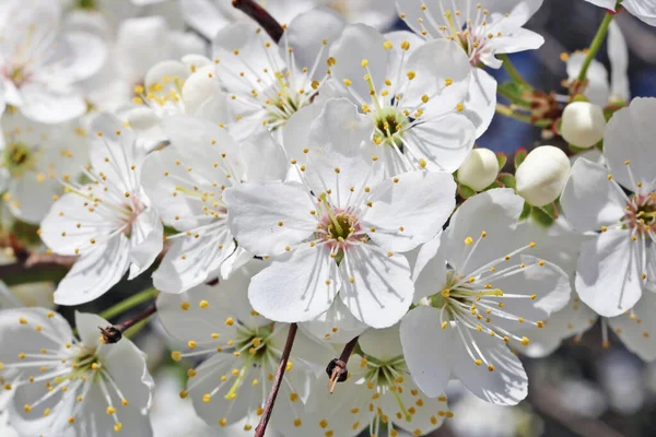 Květiny Bílá Jaro Třešeň Květiny Větvičky Pozadí Makro — Stock fotografie