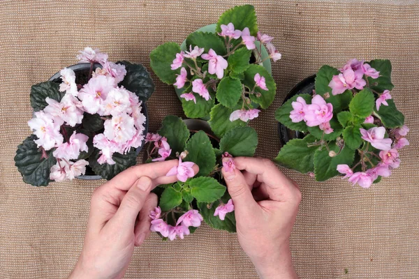 Idoso País Homem Cuidando Com Mãos Flores Interiores Violeta Doente — Fotografia de Stock