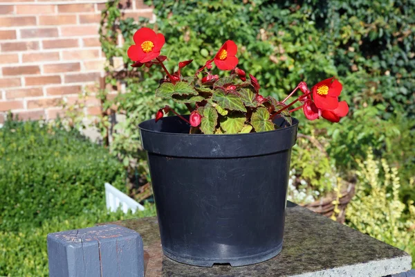 Plastic Pot Met Een Bos Rode Begonia Bloemen Staan Een — Stockfoto