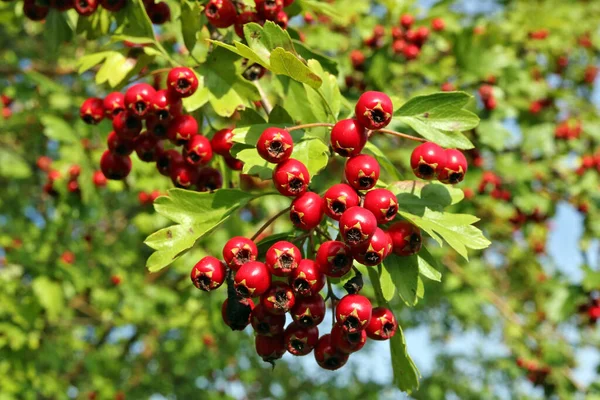 Ett Gäng Röda Riktiga Vilda Skog Hagtorn Bär Kvistar Skrivbordsbakgrund — Stockfoto