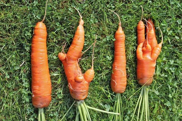 Vegetal Cenoura Estranho Está Grama Verde — Fotografia de Stock