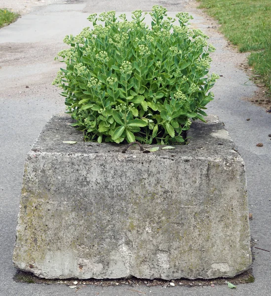 Grüne Zierpflanze Wächst Einem Alten Betonklotz — Stockfoto