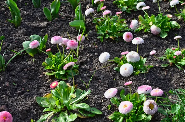 Tuin Weide Met Bloeiende Lente Roze Madeliefjes Bloemen — Stockfoto