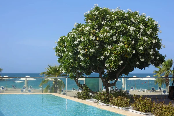 Blühende Weiße Azaleen Wachsen Neben Dem Pool Und Dem Meeresstrand — Stockfoto