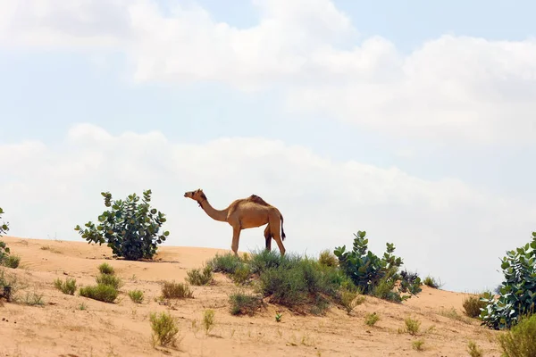 Arbustos Espinhosos Camelos Selvagens Vivem Deserto Árabe — Fotografia de Stock