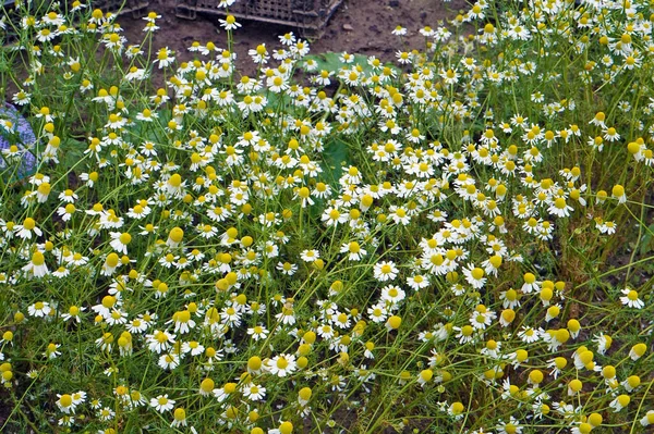 Λουλούδια Από Μια Ιατρική Άγρια Χαμομήλι Μαργαρίτες Μεγαλώνουν Στον Κήπο — Φωτογραφία Αρχείου