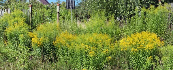 Prachtige Zomertuin Met Bloeiende Gele Bloemen Vlakbij Een Dorpshuis Zonnige — Stockfoto