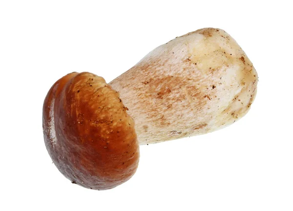One Fresh Porcini Mushroom Boletus Edulis Lies Table Isolated White — Stock Photo, Image