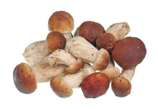 Stole Leží Hromada Čerstvých Porcini Hub Boletus Edulis Izolováno Bílém — Stock fotografie