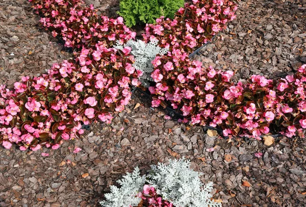 Chopped Pine Bark Flower Bed Protects Weeds — Stock Photo, Image