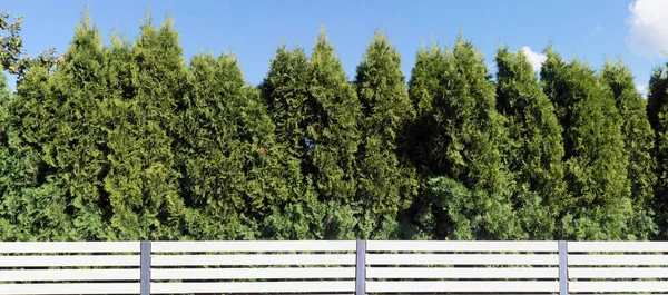 Green hedge from evergreen coniferous trees near white wooden fenc — Stock Image Green Hedge Evergreen Coniferous Trees White Wooden Fenc Stock Picture