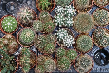 Sokakta satılan plastik kaplarda küçük dekoratif kaktüsler.