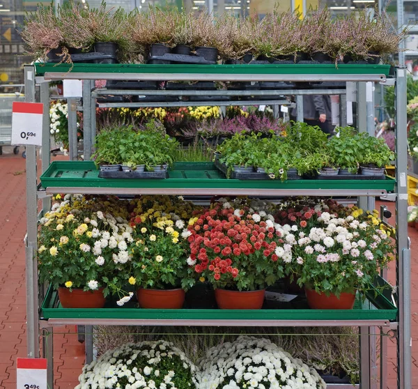 Fiori Piante Autunnali Sono Venduti Sulla Strada Della Città — Foto Stock