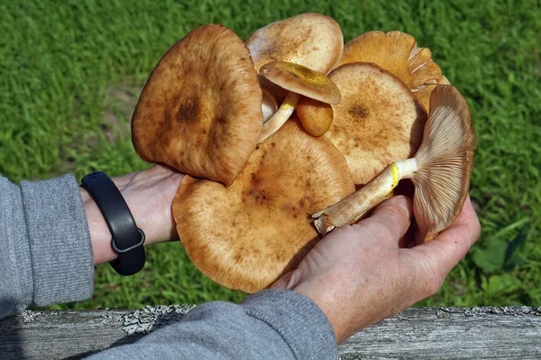 Rural Whoman Picker Found Fresh Mushroom Forest Glade Macro — Stock Photo, Image