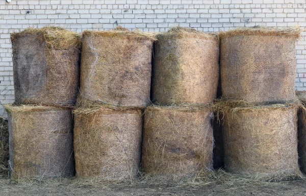 Oito Rolos Feno Para Alimentar Cavalos São Armazenados Perto Estábulo — Fotografia de Stock