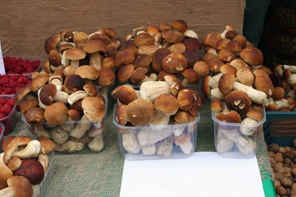 Fresco Outono Porcini Cogumelos Caixas Blásticas — Fotografia de Stock