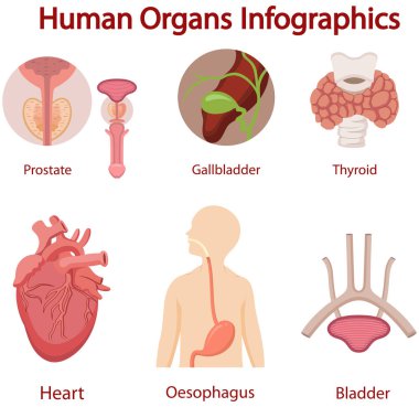 İnsan organlarının anatomi bilgileri.