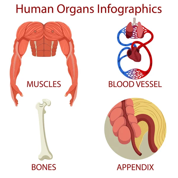 Mänskliga Organ Infografik Isolerad Vit Bakgrund — Stock vektor