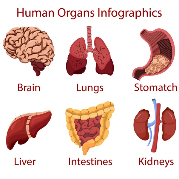 Nsan Organları Çizgi Film Infographics Illüstrasyon Vektörü — Stok Vektör