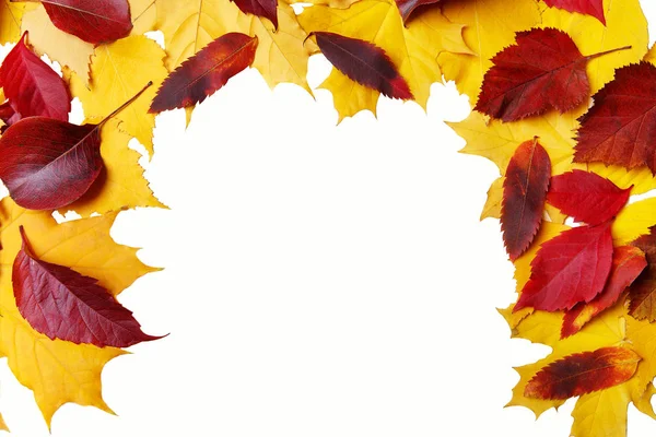 Akçaağaç, kartopu, beyaz bir yere kül arka plan olarak bir tasarımcı için yaprak