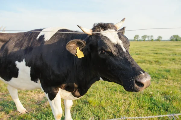 Zauważono Czarne Białe Bydło Holstein Wypas Zielonym Polu — Zdjęcie stockowe