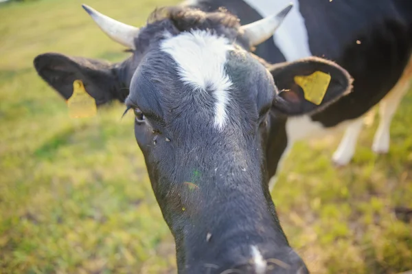 Bétail Holstein Noir Blanc Tacheté Broutant Dans Champ Vert — Photo