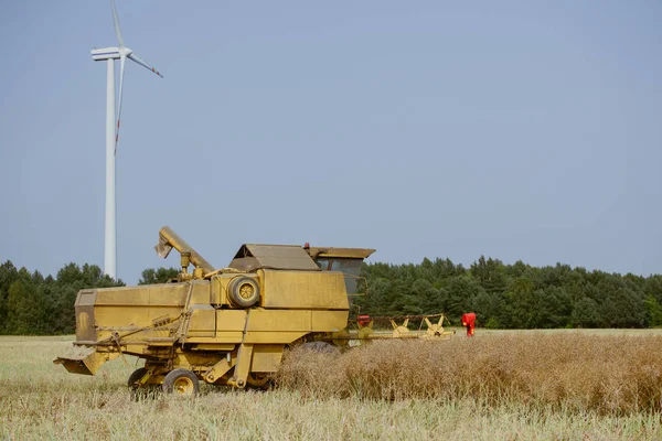 Combineer Het Oogsten Van Het Verkrachtingsveld Zomer — Stockfoto