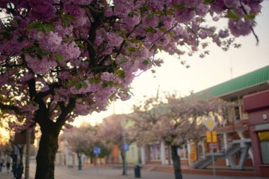 Bahar Japon kiraz çiçekleri, pembe çiçekler .