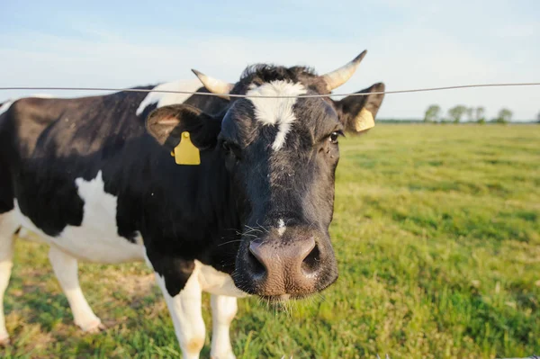 Zauważono Czarne Białe Bydło Holstein Wypas Zielonym Polu — Zdjęcie stockowe