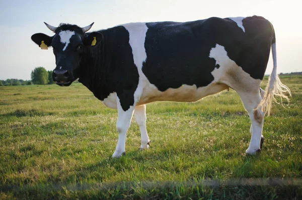 Görüldü Siyah Beyaz Holstein Sığırları Yeşil Tarlada Otluyor — Stok fotoğraf