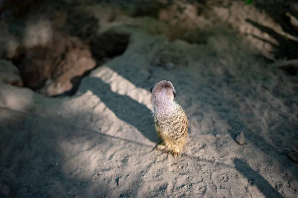 Niedliches kleines Erdmännchen, suricata suricatta, auf einem Felsen sitzend — Stockfoto