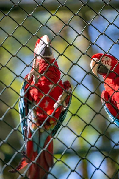 Portrait of a two parrots in front — Stock Photo, Image