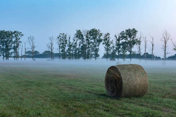 Nebbia nel prato in soleggiata mattina d'estate — Foto Stock