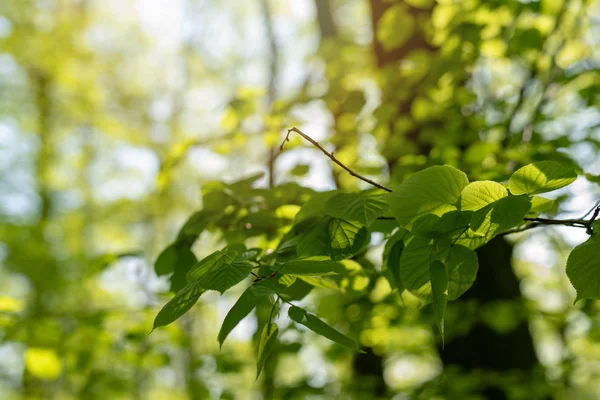 Nouvelles feuilles fraîches sur branche aux rayons du soleil — Photo