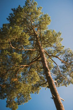 Aşağıdan Çam'a görünüm