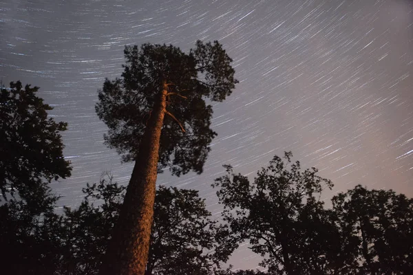 Gece manzarası, gece gökyüzünde yıldızlar hareketli arka plan üzerine ağaçlar — Stok fotoğraf