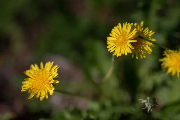 Diente de león floreciente en el prado. Temporada de primavera — Foto de Stock